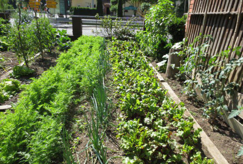 Pogovori ob sredah: Priprava domačega vrta