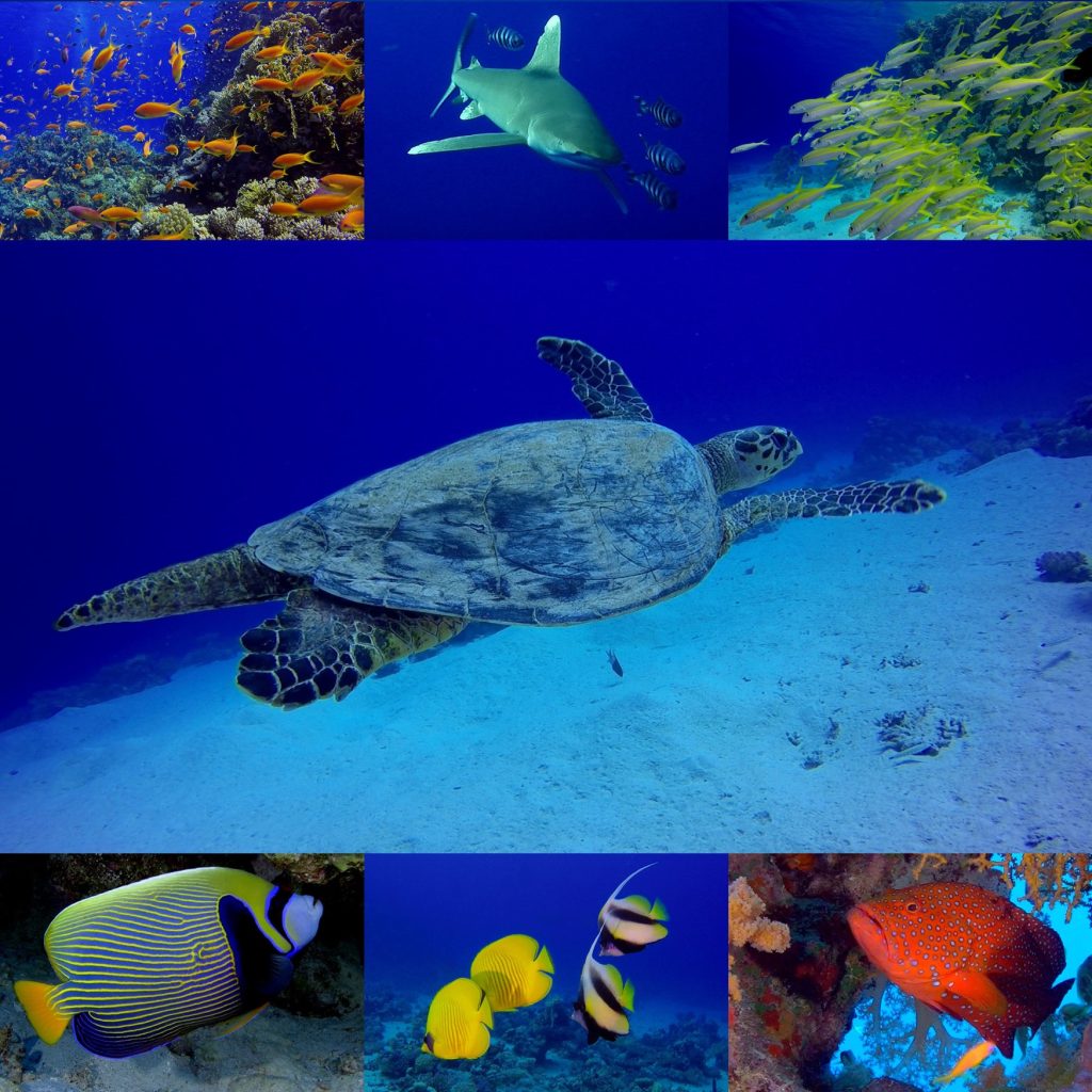 PODVODNO KRALJESTVO V DEŽELI FARAONOV